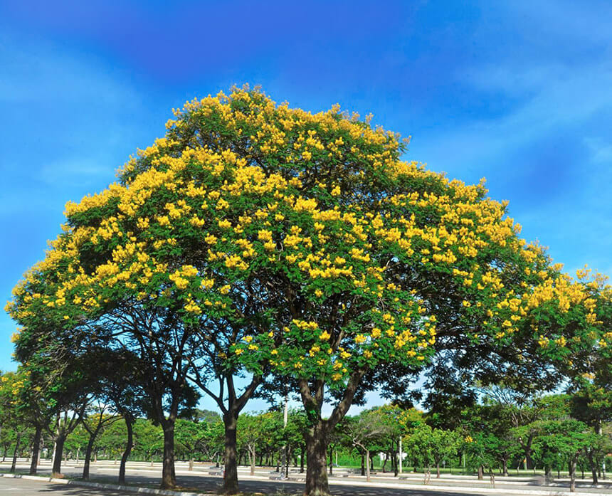 Acacia Amarilla - Vista 4